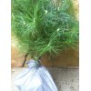 White Pine Eastern White Pine Tree Seedlings /Transplants 18"-24"; lot