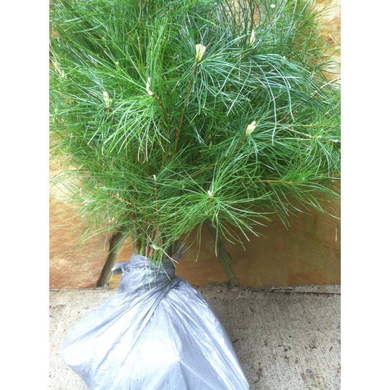 White Pine Eastern White Pine Tree Seedlings /Transplants 18"-24"; lot