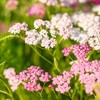 Eden Brothers Yarrow Seeds - Cerise Queen