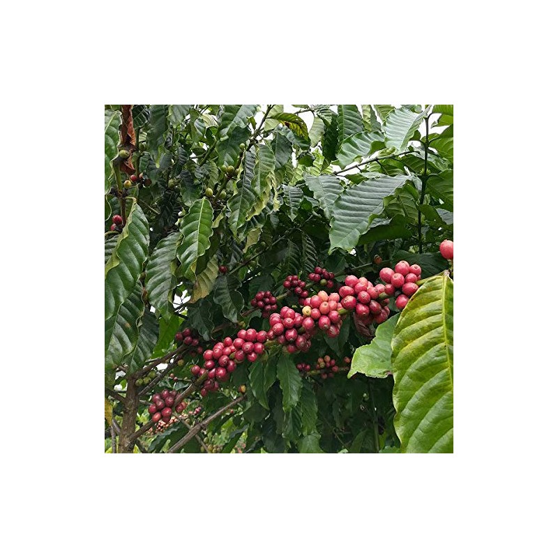 Vietnamese Coffee Bean Shop Robusta Pure 7.1 oz (200 g),