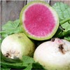 Seed Needs, Watermelon Radish (Raphanus sativus) Twin Pack of 500