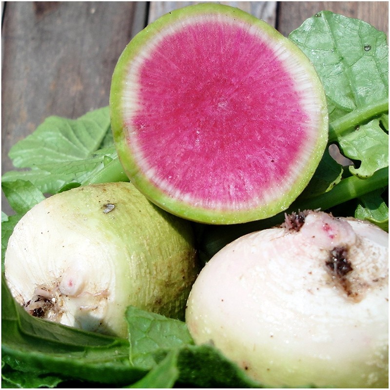 Seed Needs, Watermelon Radish (Raphanus sativus) Twin Pack of 500