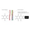 NivaGenia® – Kollagen + Hyaluron Multi- Komplex 240 Kapseln