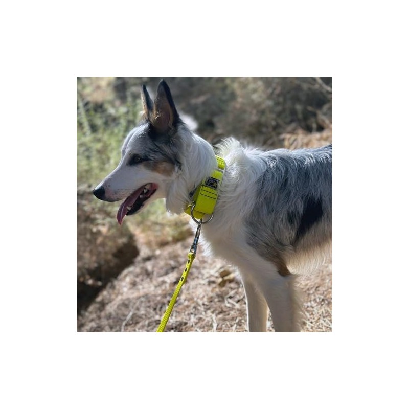 Martingale Collar Nude Neon Orange 4cm Small