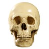 Model 1: 1 Resin Human Skull Anatomical Teaching Decoration Yellow