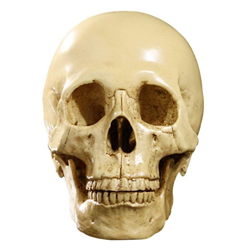Model 1: 1 Resin Human Skull Anatomical Teaching Decoration Yellow