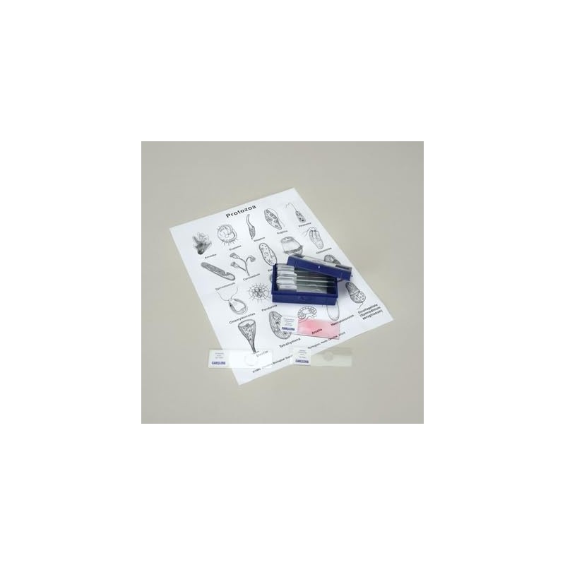 Protozoan Microscope Slide Set
