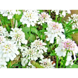mariesgreengarden EVERGREEN CANDYTUFT, 100 SDEEDS, SNOW WHITE, PERENNIAL, IBERIS SEMPERVIRENS