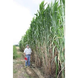 Bulk Elephant Grass Seeds - Tallest Grass in The World (10 Pounds)