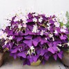 12+ Bulbs Purple Shamrocks Oxalis Triangularis Lucky Lovely Flowers Bulbs