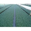 DWARF MONDO GRASS 50 PIPS
