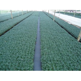 DWARF MONDO GRASS 50 PIPS