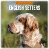 English Setters – Englisch Setter 2025 – 16-Monatskalender: Original Red