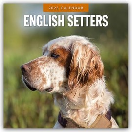 English Setters – Englisch Setter 2025 – 16-Monatskalender: Original Red Robin Publishing Ltd-Kalender [Mehrsprachig] [Kalender] (Wall-Kalender)