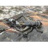 Rebel LIVEFLEX™ Hopper Soft Plastic - Summer Hopper - 1.75"