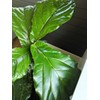 Fiddle Fig Fertilizer - Full Spectrum + Micro Nutrients -