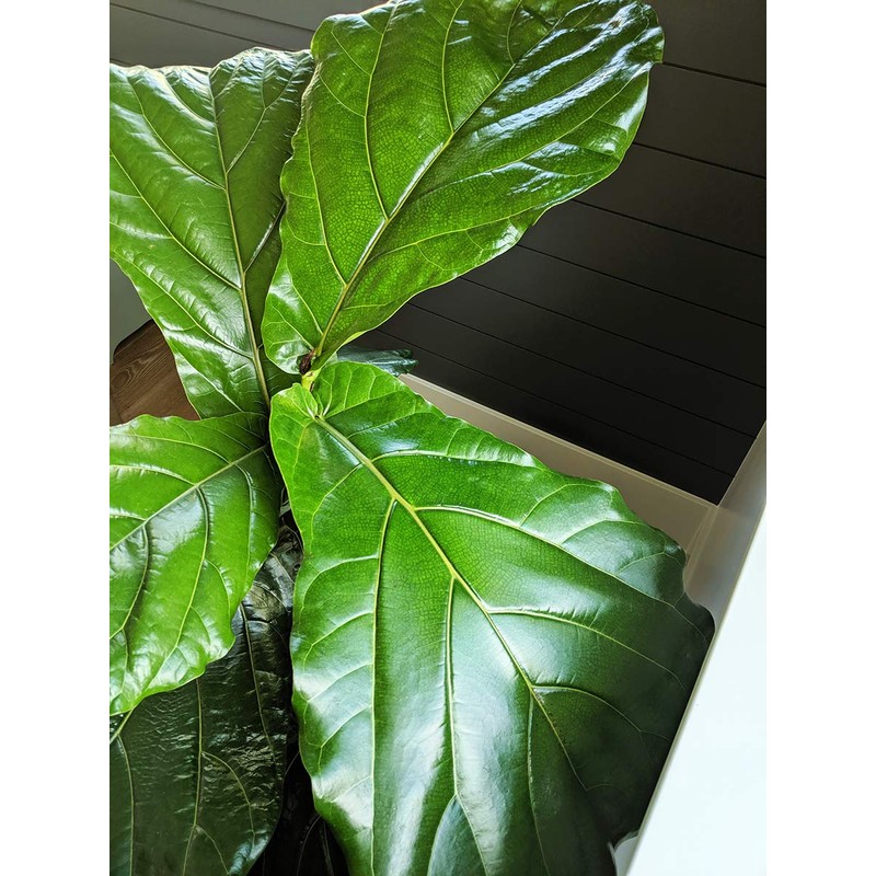 Fiddle Fig Fertilizer - Full Spectrum + Micro Nutrients -