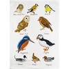 Half a Donkey Hand Drawn British Birds Collection Large Cotton Tea Towel