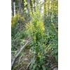 Health Embassy Goldenrod Herb (Solidago virgaurea L) (100g)