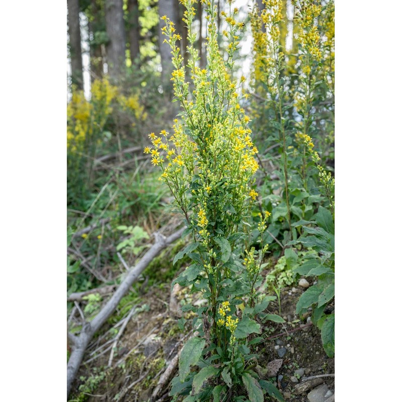 Health Embassy Goldenrod Herb (Solidago virgaurea L) (100g)