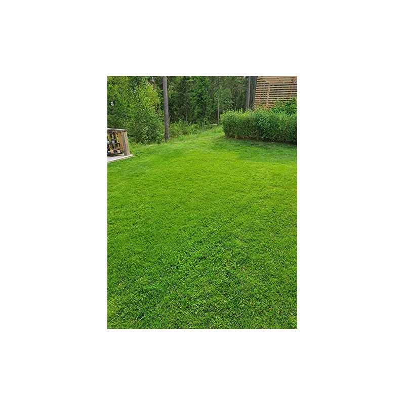 Creeping Red Fescue Lawn Grass Seeds, 1 Pound