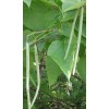 Live plant Catalpa speciosa , 2 year old 2-3 ft