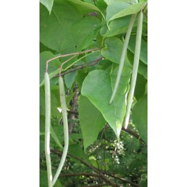 Live plant Catalpa speciosa , 2 year old 2-3 ft tall ,Northern catalpa, Cigar tree Bareroot