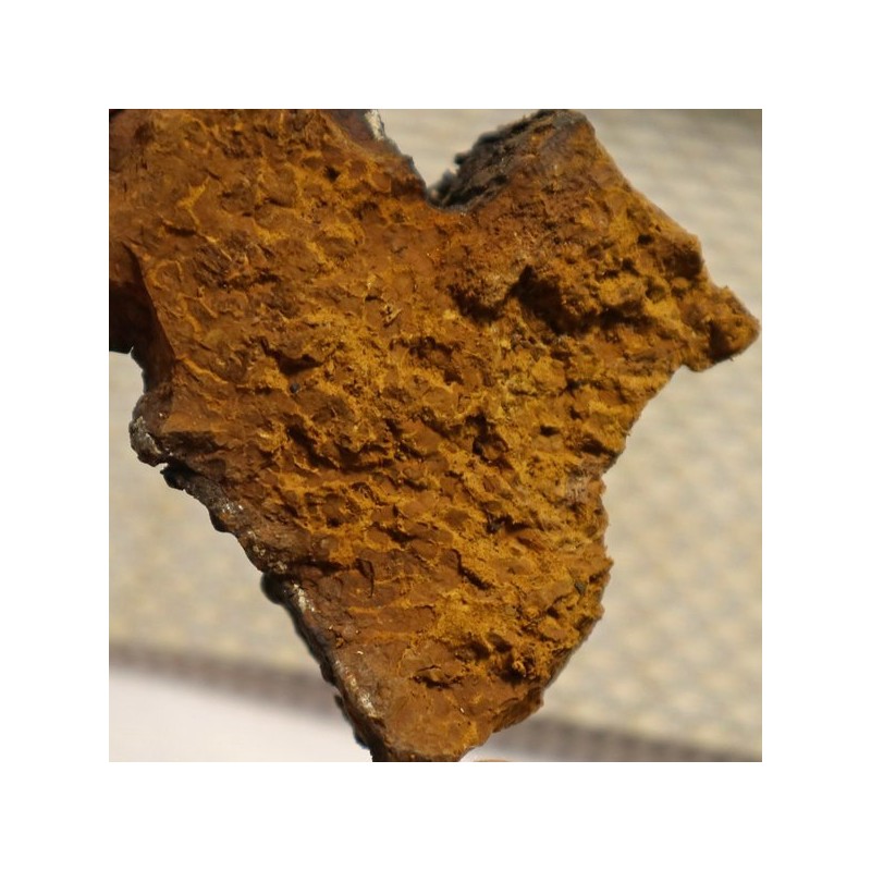참두리 차가버섯 300g (러시아산) Chaga Mushroom (300g) from Russia