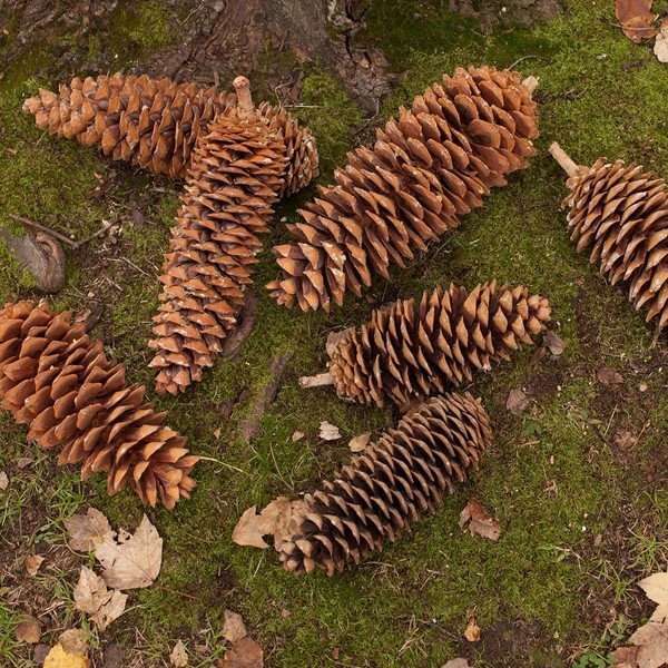 Park Hill Collection XBD81740 Sugar Pine Cones, 14-inch Length, Brown