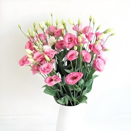 Lisianthus Seeds, Pack of 30 Eustoma Grandiflorum Seeds, Flower Seeds for Planting (Hot Pink)