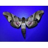 MPSP 10 Sphingidae A+/A- SALE Butterflies Moths
