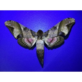 MPSP 10 Sphingidae   A+/A-  SALE  Butterflies  Moths