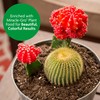 Miracle-GRO Cactus, Palm and Citrus Potting Mix, for Indoor or