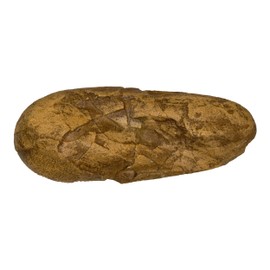 Oviraptor Dinosaur Egg (Teaching Quality Recreation)