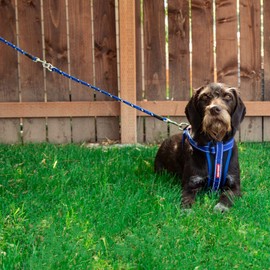EzyDog Standard 24-Inch Rope Dog Leash Extension - Reflective Trim for Nighttime Safety - Add 2 for Walking 2 Dogs Tangle Free with Our Cujo Leashes (24”, Green Camo)