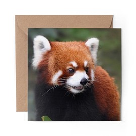 1 x Greeting Card Endangered Red Panda - Blank Birthday Celebration Anniversary #14159