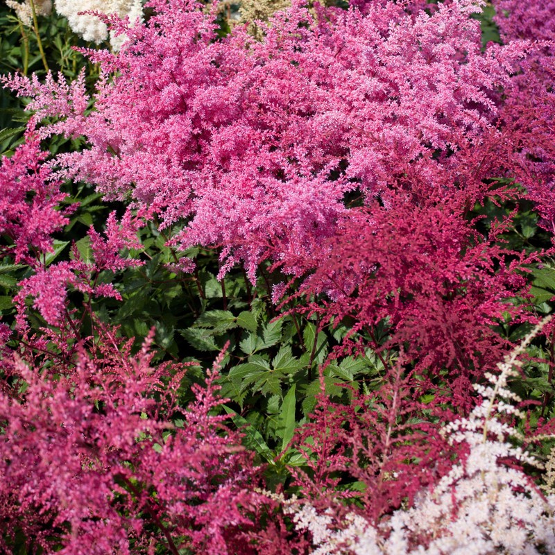 Outsidepride Astilbe Arendsii Bunter Plant Seed - 2000 Seeds