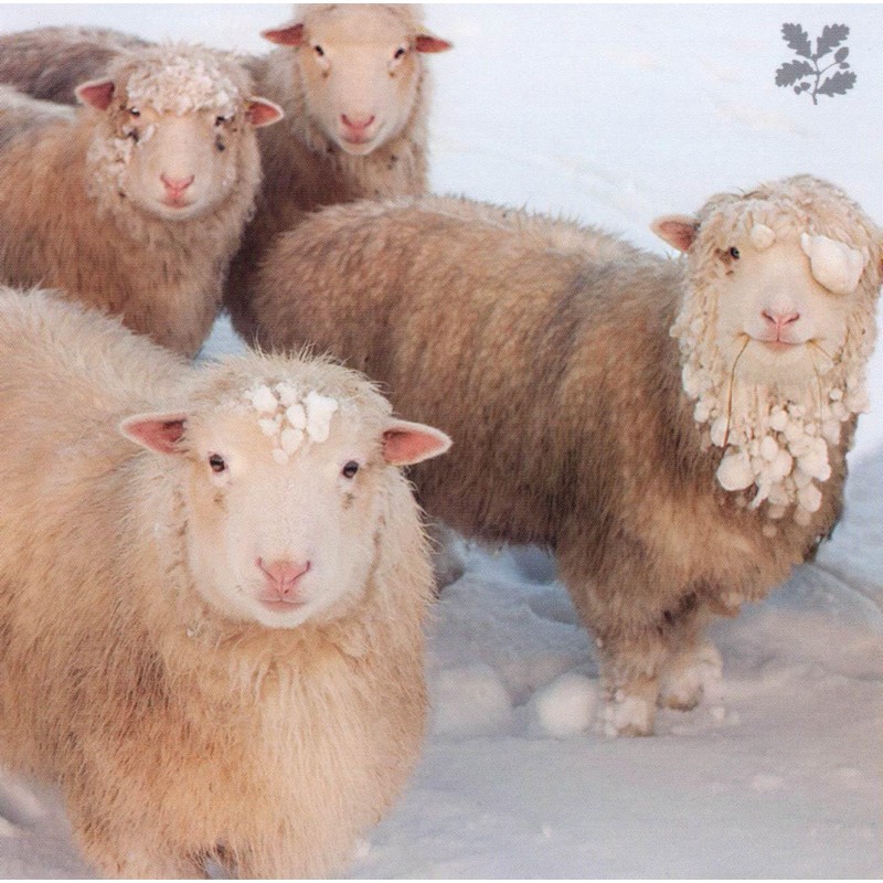 Woodmansterne Artistic Charity Christmas Cards Supporting National Trust - Photographic