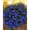 1000+ Blue Creeping Thyme Seeds for Planting, Dwarf Ground Cover