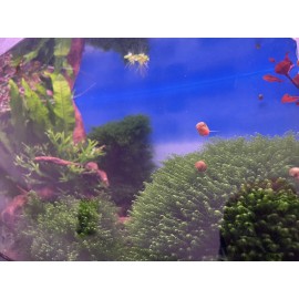 2X4in Portion Of Fissidens fontanus  Live Aquarium Plants Phoenix Moss