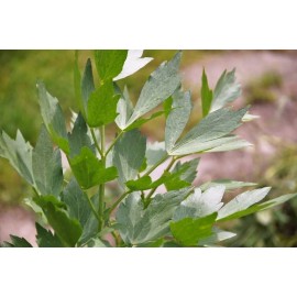 Southeast Seeds Lovage, Levisticum officinale, Maggi Herb, NON-GMO, Variety Sizes, FREE SHIPPING - 350 Seeds or 1 Gram