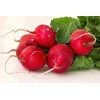 Seeds Radish Red Ball 22 Day Heirloom Vegetable for Planting