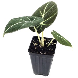 Black Velvet Elephant Ear Live Plant - Alocasia reginula