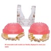 Angzhili Dental Removable Teeth Model Silica Gel Material Soft and