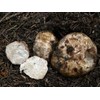 SeedsUP - 100+ White Truffle Mushrooms Mycelium Spawn Spores -