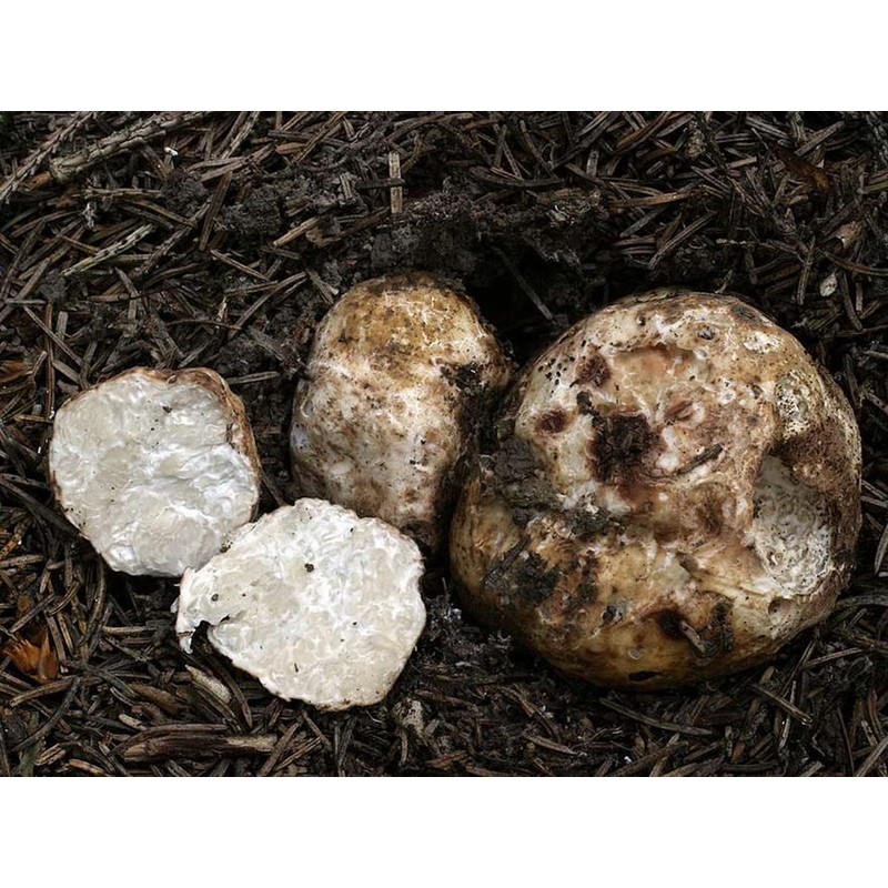 SeedsUP - 100+ White Truffle Mushrooms Mycelium Spawn Spores -