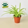 Spider Plant Reverse - Size: 6" Pot
