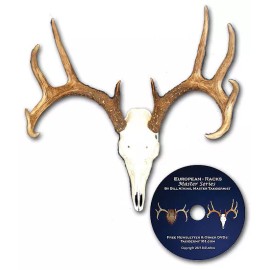 Bill Atkins European skull mounts and deer horn plaque mounts.