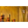 Golden Nag Champa - Aromatic Incense Pack x 3 Vijayshree
