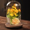 RayinblueTransparent Glass Plant Display Cloche Bell Jar Dome With Bamboo